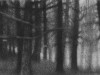 edge_of_the_woods_2012_elaine_green
