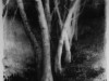 oregon_forest_black_leaves_2009_elaine_green