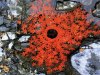 Andy Goldsworthy