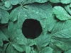 Andy Goldsworthy