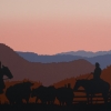 cariboo_cowboy_2010