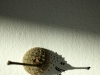 Vincent Bal, Shadow Doodle Art